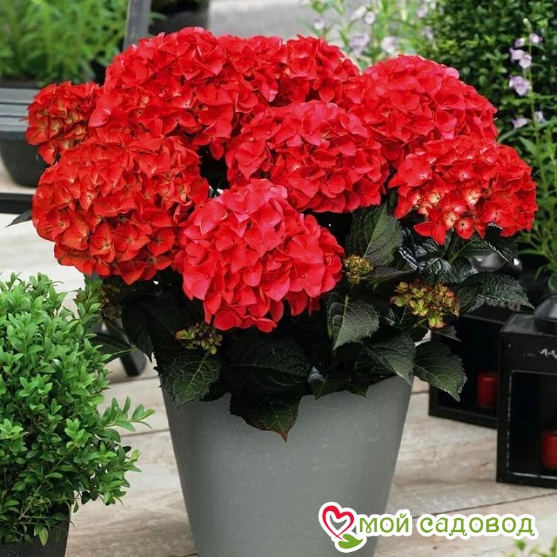 Гортензия крупнолистная Ред Барон ЗКС