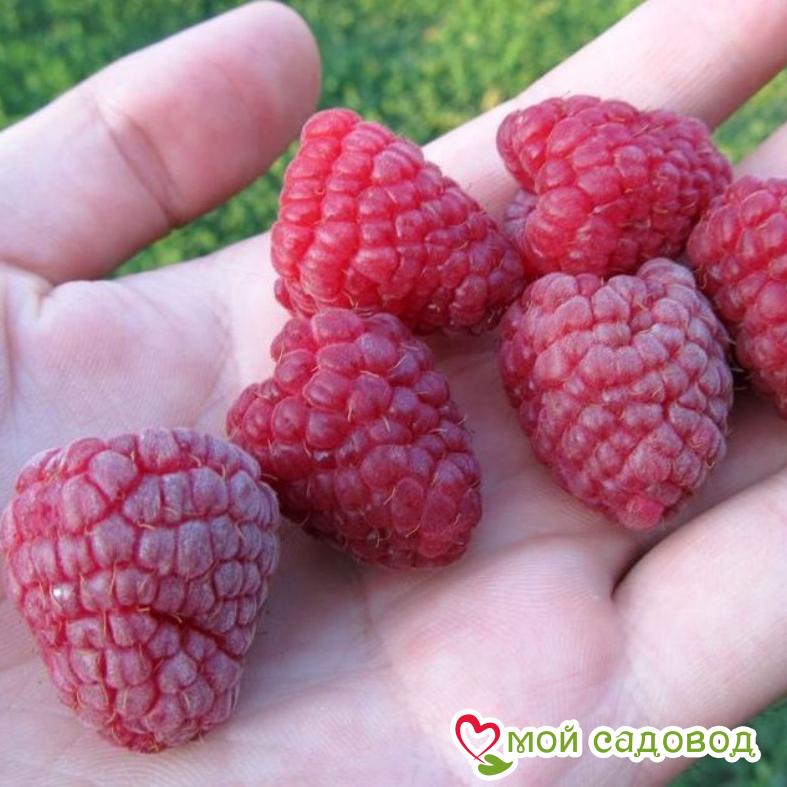 Малина Брусвяна