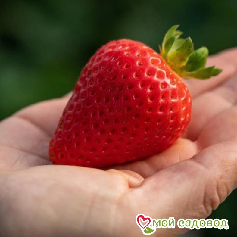 Клубника Монтерей (ремонтантный сорт)