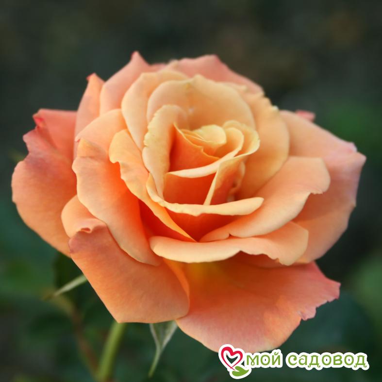 Роза чайно-гибридная Хай Буминг