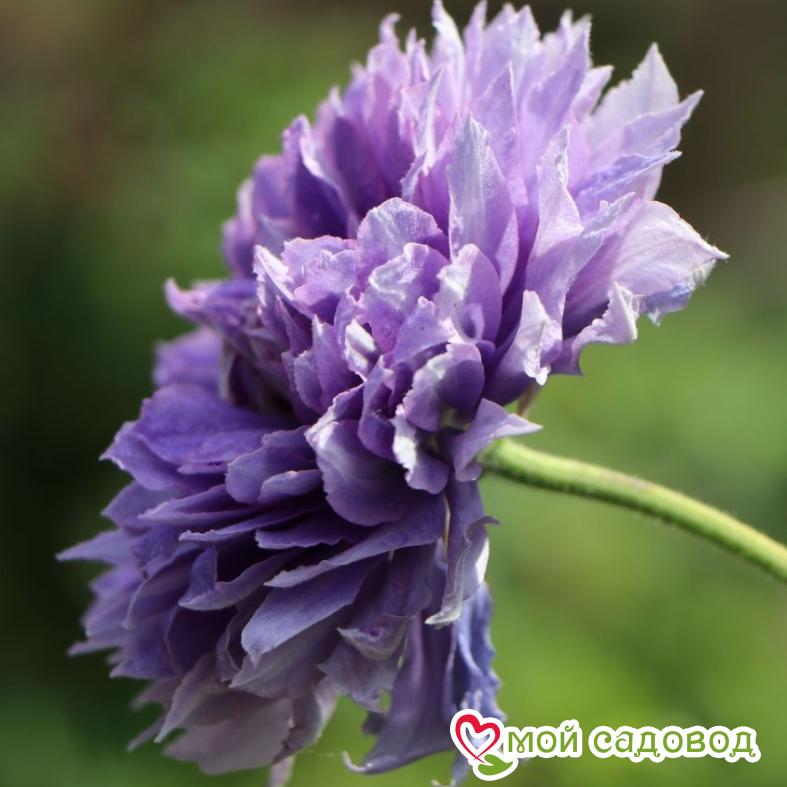 Клематис ВИВИАН ПЕННЕЛ