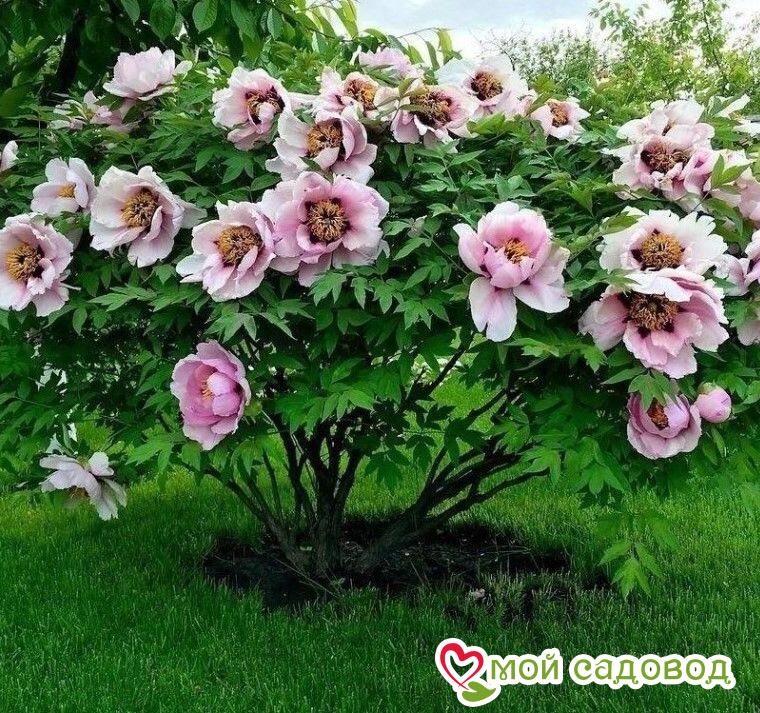 ПИОН ДРЕВОВИДНЫЙ АНАСТАСИЯ СОСНОВЕЦ